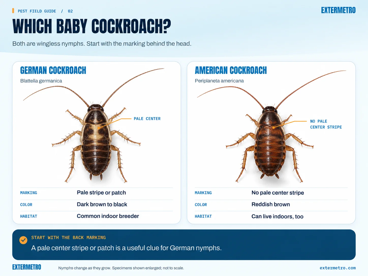Illustration comparing baby cockroaches. A German cockroach nymph (Blattella germanica) is dark brown to black with a pale center stripe or patch behind the head and is a common indoor breeder. An American cockroach nymph (Periplaneta americana) is reddish brown with no pale center stripe and can live indoors too.