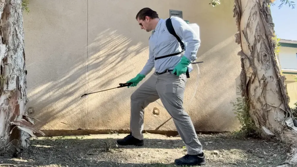 Targeted perimeter ant treatment along a home foundation in the San Gabriel Valley