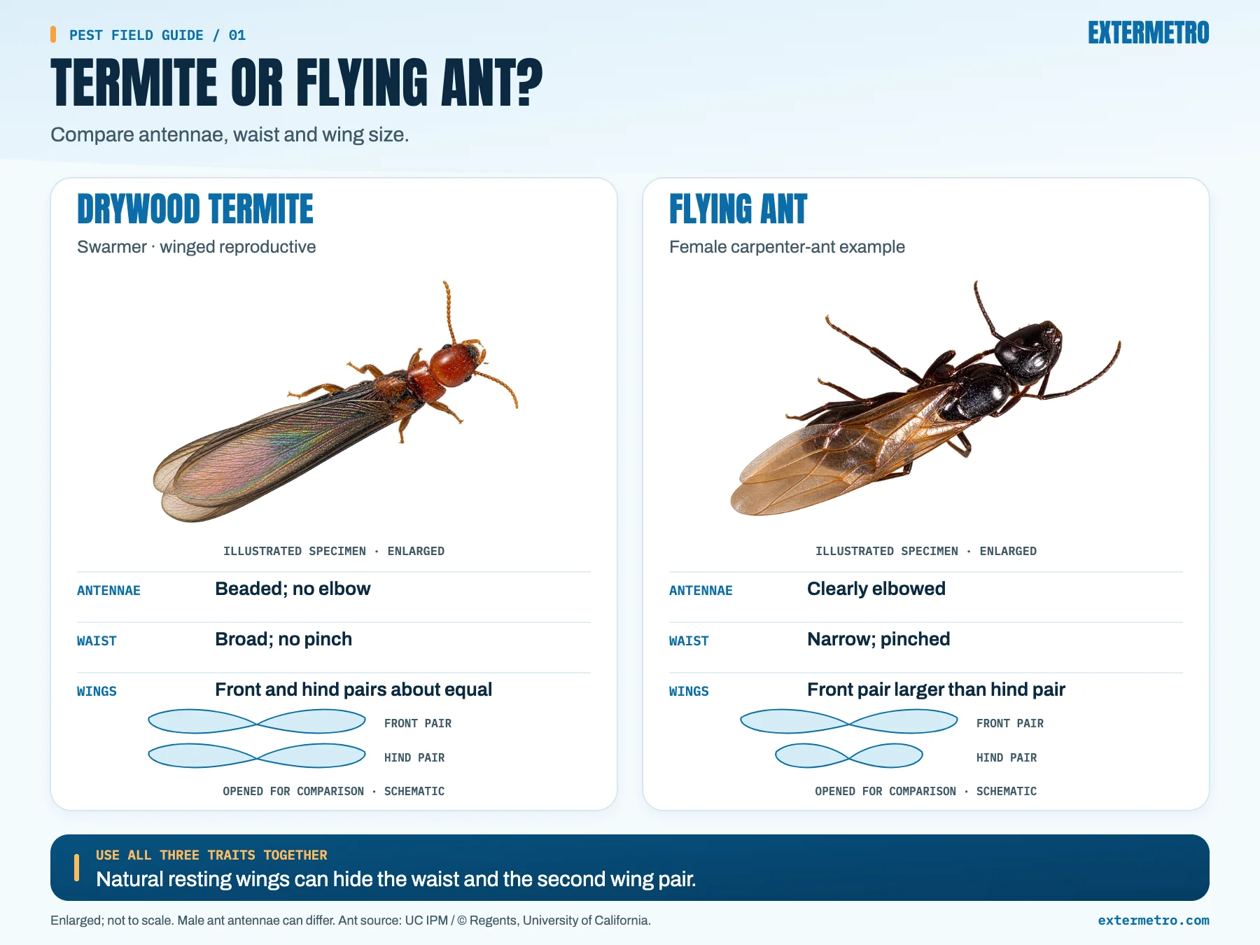 Illustration comparing a drywood termite swarmer and a flying ant, shown as a female carpenter ant. The drywood termite has beaded antennae with no elbow, a broad waist with no pinch, and front and hind wing pairs about equal in size. The flying ant has clearly elbowed antennae, a narrow pinched waist, and front wings larger than its hind wings. Use all three traits together; resting wings can hide the waist and the second wing pair.